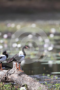 Magpie goose