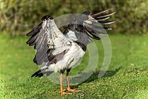 Magpie goose (Anseranas semipalmata) bird