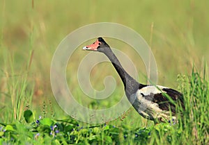 Magpie Goose