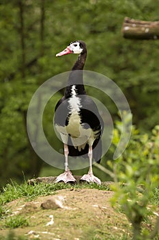 Magpie Goose, Anseranas semipalmata, a large goose