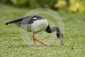 Magpie Goose - Anseranas semipalmata