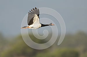 Magpie goose in flight with copy space