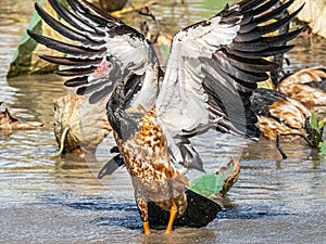 Close View Of Magpie Goose