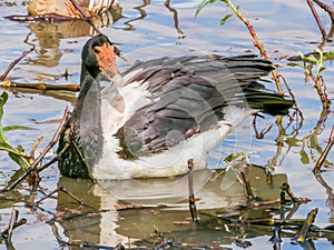 Magpie Goose in Queensland Australia