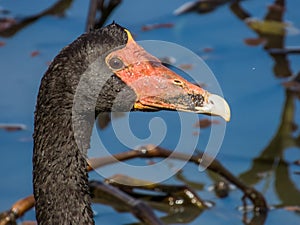 Magpie Goose in Queensland Australia