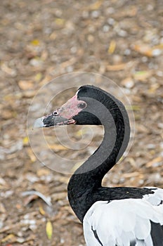Magpie Goose Side View