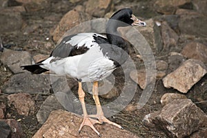 Magpie goose