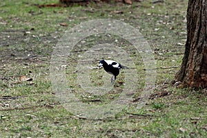 Magpie on ground