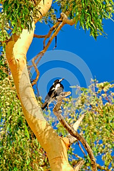 Magpie in Gum tree 2