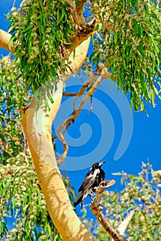 Magpie in Gum tree #2