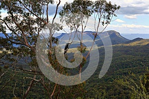 Magpie in gumtree Blue Mountains Australia