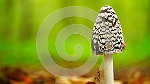 Magpie inkcap fungus, Coprinopsis picacea, on the forest floor