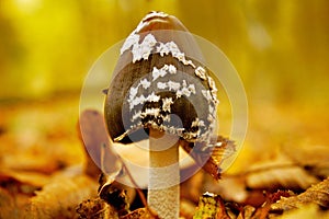 Magpie inkcap fungus on the forest floor in autumn