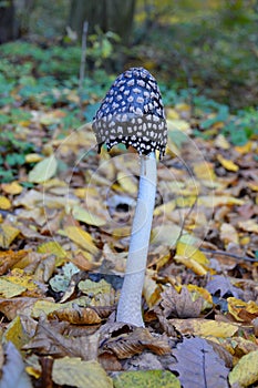 Magpie Inkcap mushroom among beautiful autumn leaves in the forest. The Latin name is Coprinus picaceus