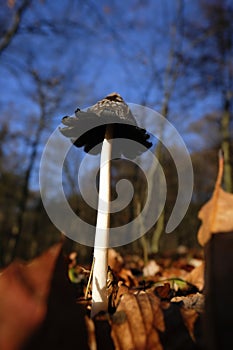 Magpie Inkcap recorded on deciduous forest floor - against the sky