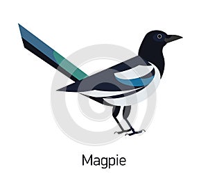 Magpie isolated on white background. Intelligent synanthrope bird with black and white plumage. Cute smart wild corvid