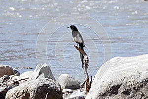 A magpie landed on a dead branch by the river bank.