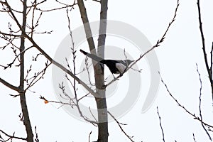 A magpie lands on a tree branch.