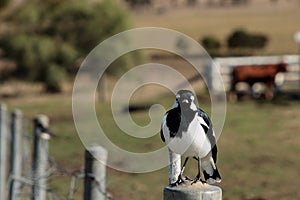 Magpie Lark