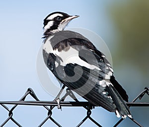 Magpie-lark, Australia - 2