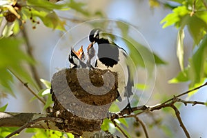 Magpie Lark feeding photo