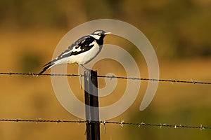 Magpie-lark - Grallina cyanoleuca known as the peewee, peewit or mudlark, is a passerine bird native to Australia, Timor and