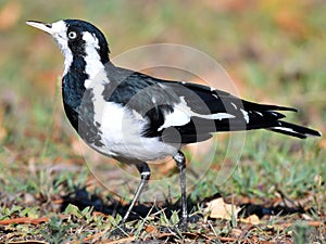 Magpie Lark on grass