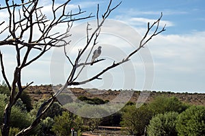 Magpie-lark, Port Augusta, South Australia, Australia