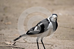 The magpie lark is a white and black bird