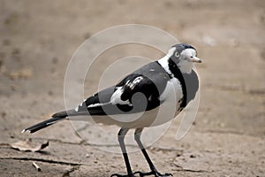 The magpie lark is a white and black bird