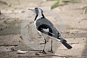 The magpie lark is a white and black bird