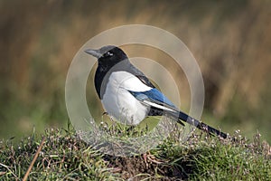 Magpie in the long grass