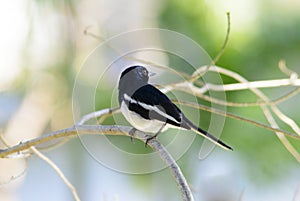 Magpie