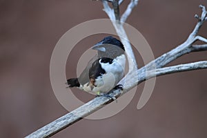 Magpie mannikin or magpie munia Spermestes fringilloides 2 photo