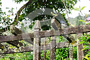 Magpie in nature