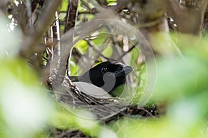 Magpie in the nest