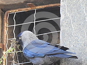 Magpie with nesting material