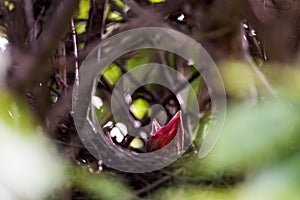 Magpie nestlings