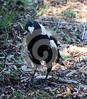 Magpie in park looking at camera