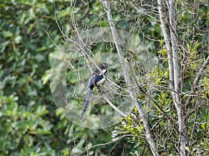 Magpie Perched on Bare Tree Branches pica pica