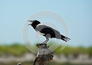 A magpie perched on a dead tree chirping