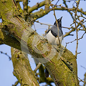 Magpie perching on the thick tree trunk