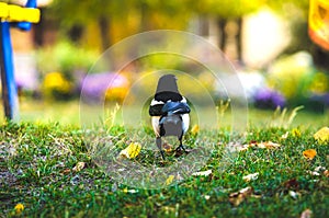 Magpie photo from back autumn day