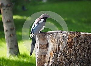 Magpie Or Pica Hudsonia On Patially On Tree Stump