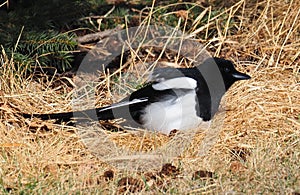 Magpie Or Pica Hudsonia Sitting On Grass