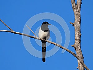 Magpie Or Pica Hudsonia Sitting On Tree Branch