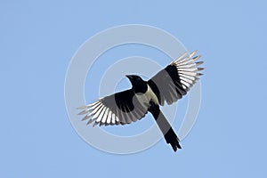 Magpie ( Pica pica)