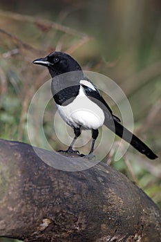 Magpie, Pica pica