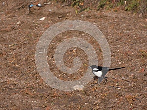 magpie Pica pica bird on the ground black and white animal wildl