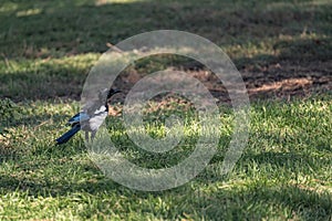 Magpie Pica pica of the corvidae family